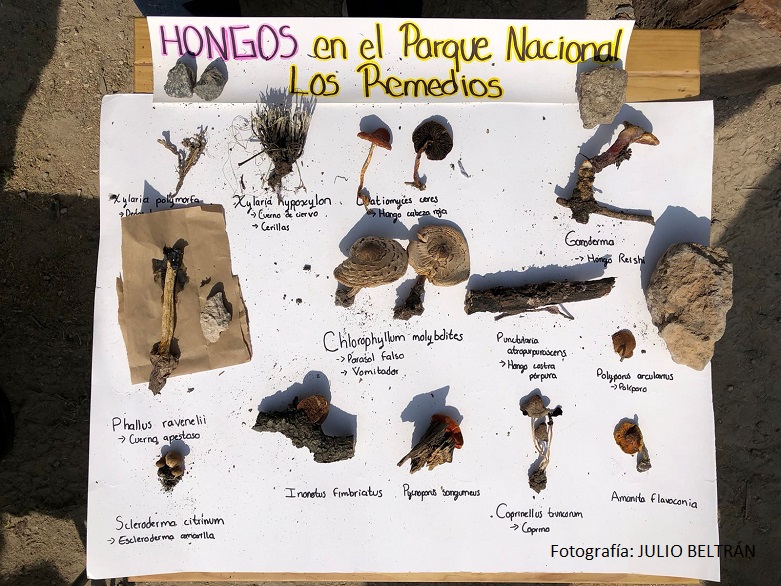 cartulina mostrando hongos silvestres encontrados en el parque nacional los remedios