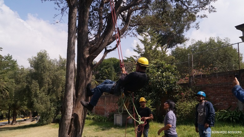 hombre trepando a un árbol con anés y cuerdas
