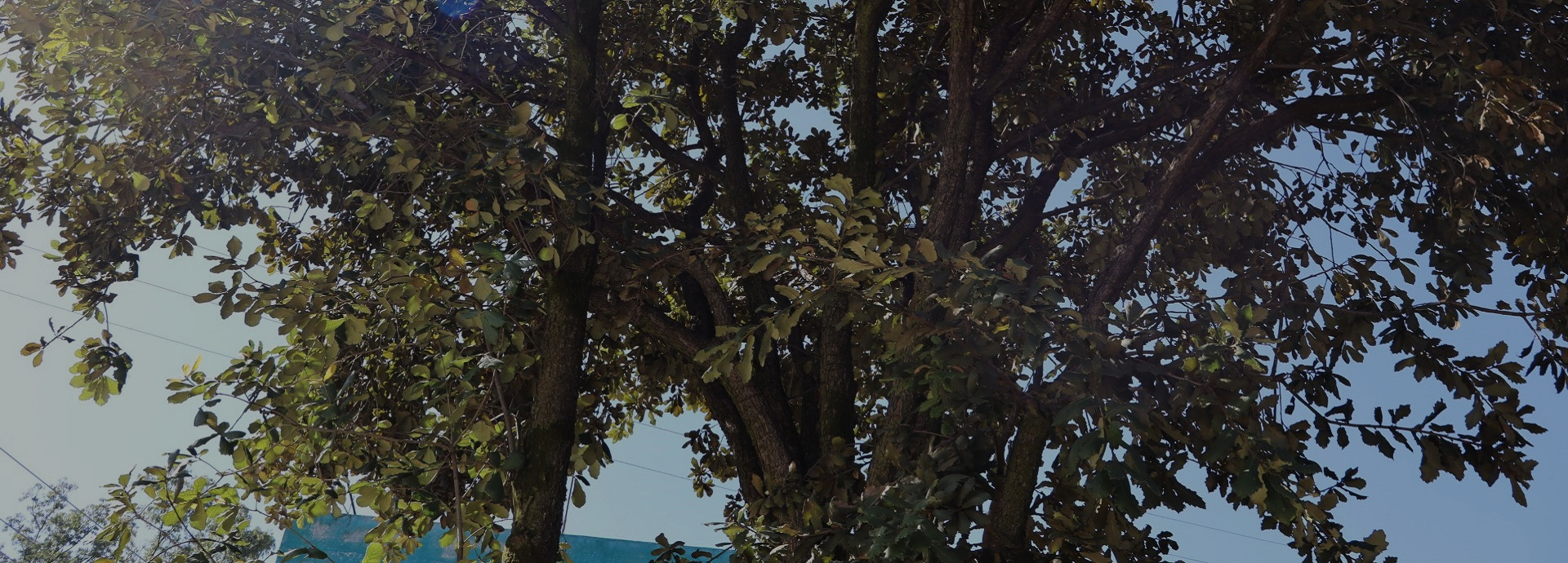 Tamoanchan, el árbol sagrado de la escuela Narciso Bassols